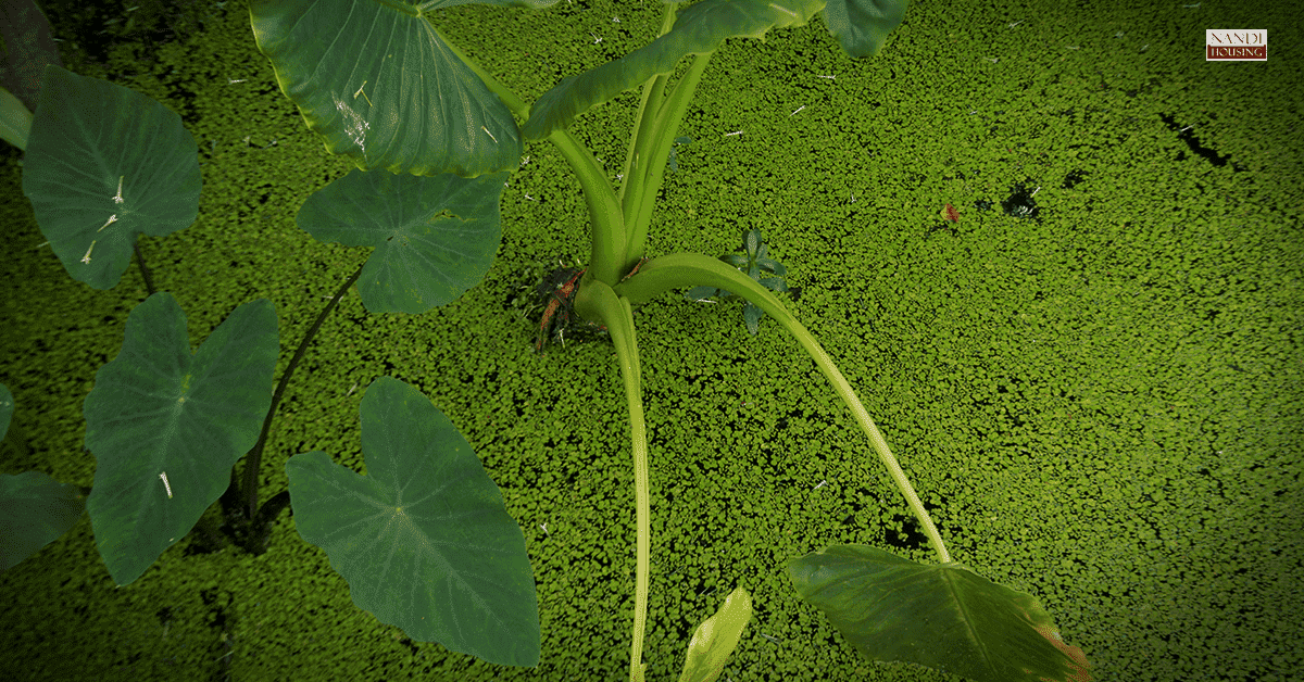 Kumudavana: The Wetlands of South Bengaluru