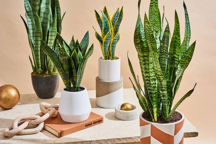 Introducing Top 5 Indoor Plants for Bangalore’s Weather