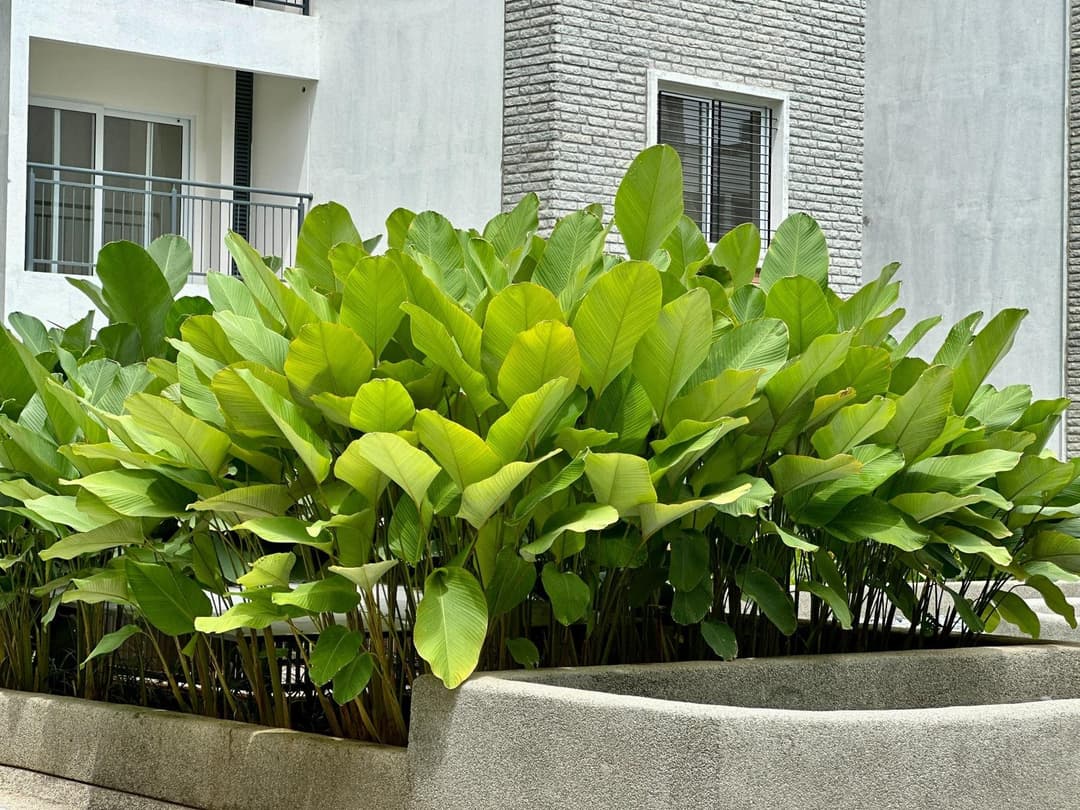 Cigar calathea in the Water Courtyard at Nandi Meraki