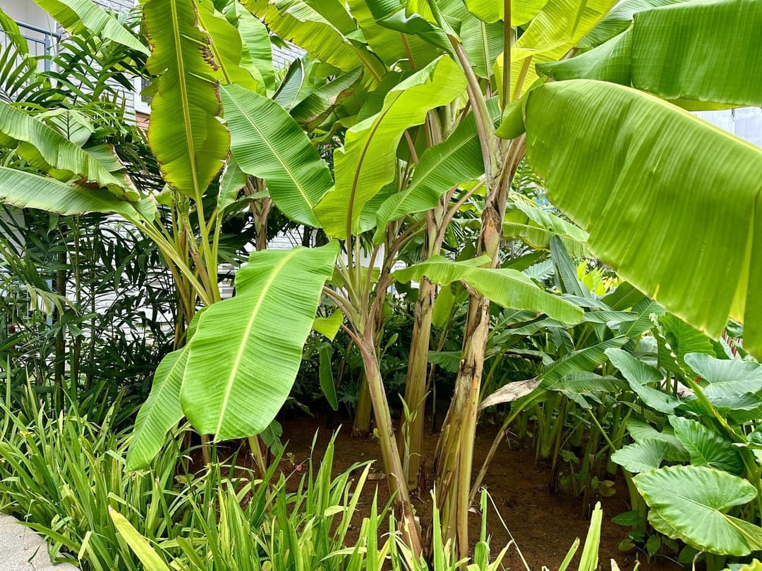 Flowering Banana in the Water Courtyard at Nandi Meraki