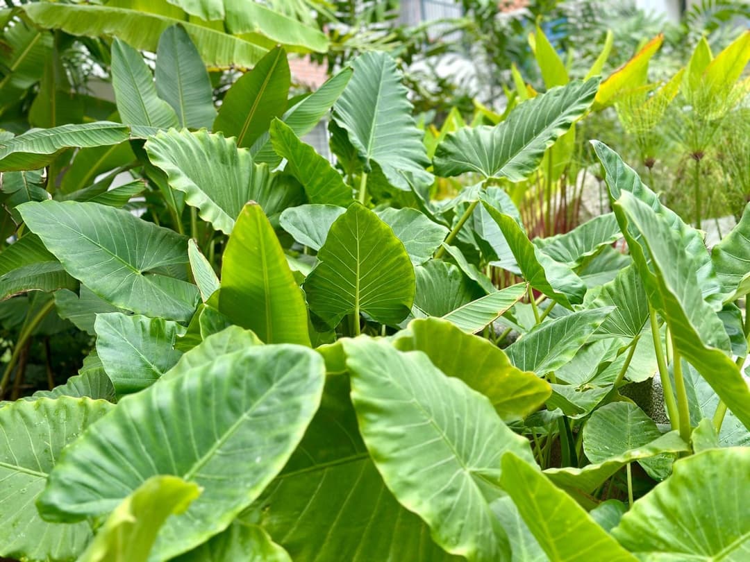 Giant taro in the Water Courtyard at Nandi Meraki