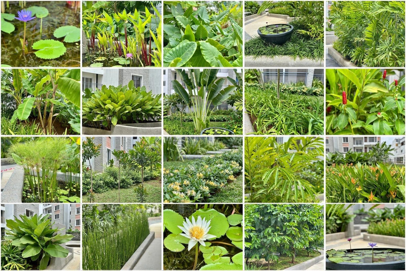 Know Your Garden: The Water Courtyard