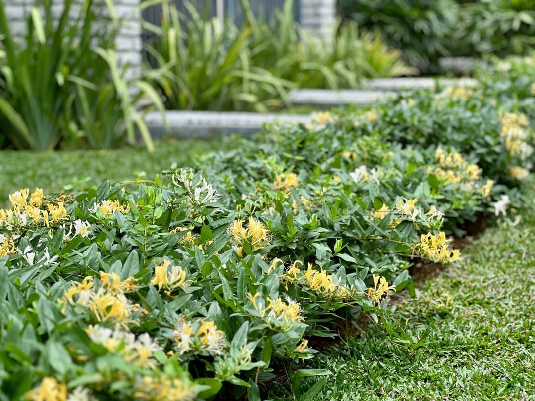 Honeysuckle in the Water Courtyard at Nandi Meraki