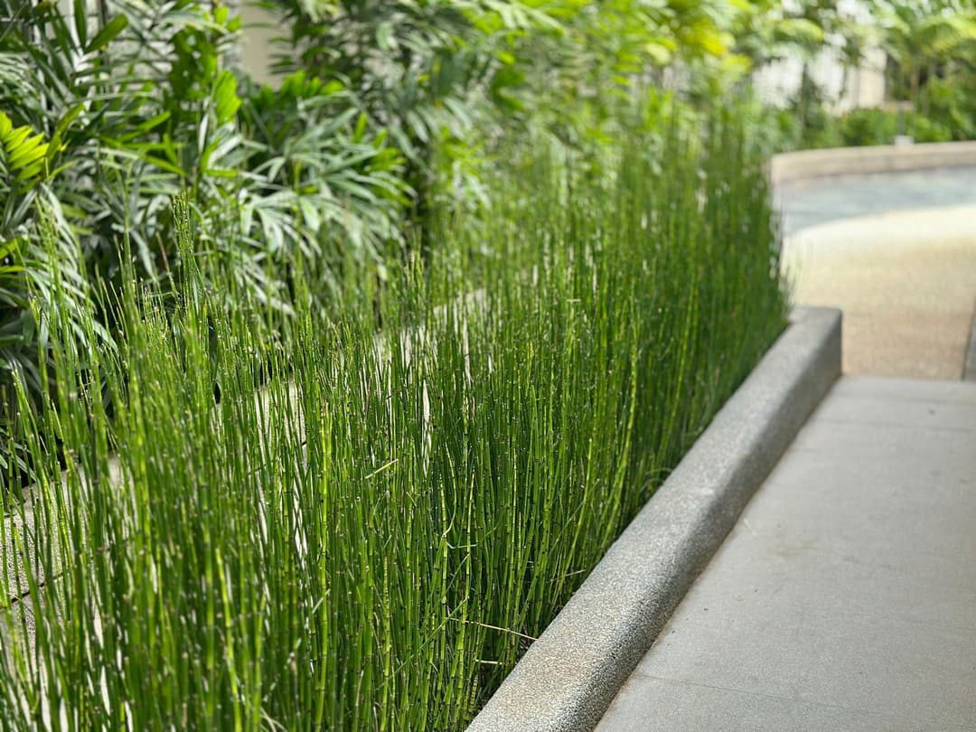 Horsetail in the Water Courtyard at Nandi Meraki