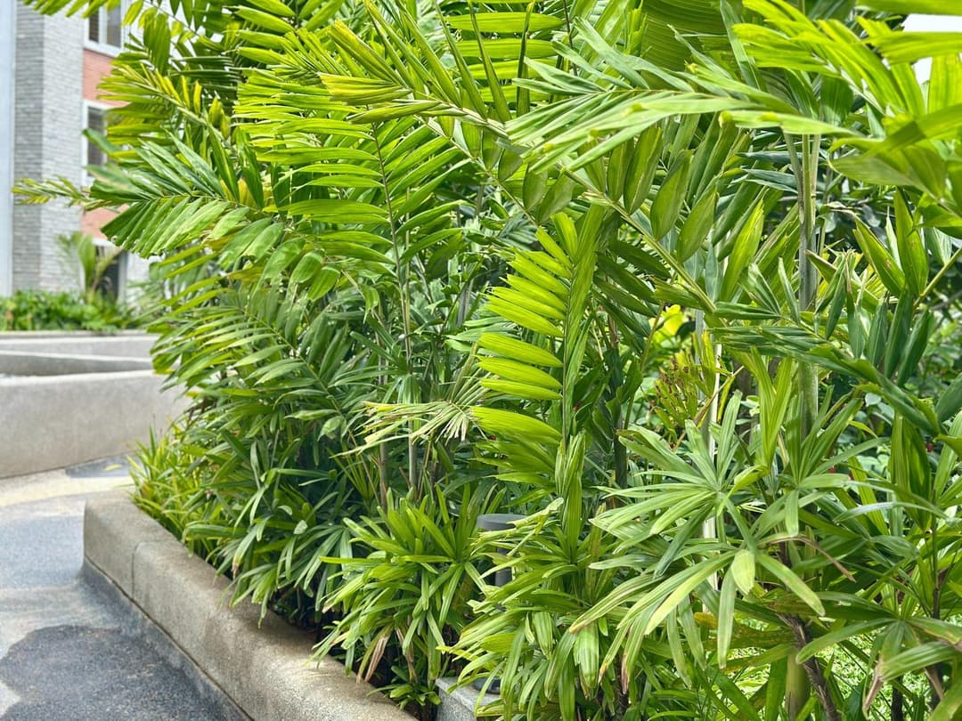 Macarthur palm in the Water Courtyard at Nandi Meraki
