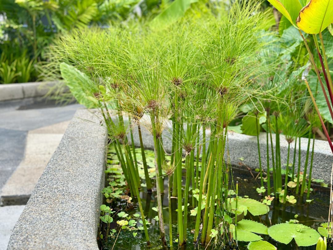 Papyrus in the Water Courtyard at Nandi Meraki