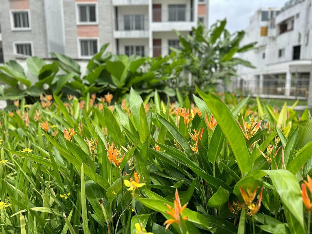Parrot heliconia in the Water Courtyard at Nandi Meraki