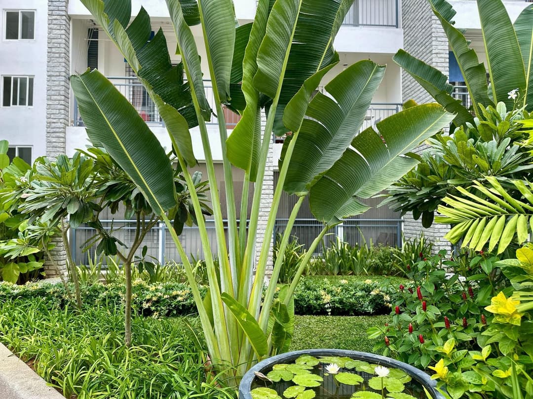 Traveller’s palm in the Water Courtyard at Nandi Meraki