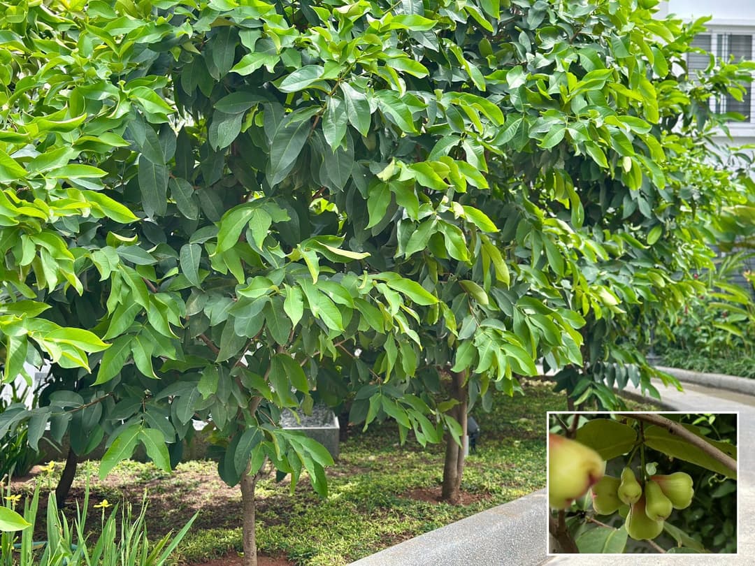Water Apple in the Water Courtyard at Nandi Meraki