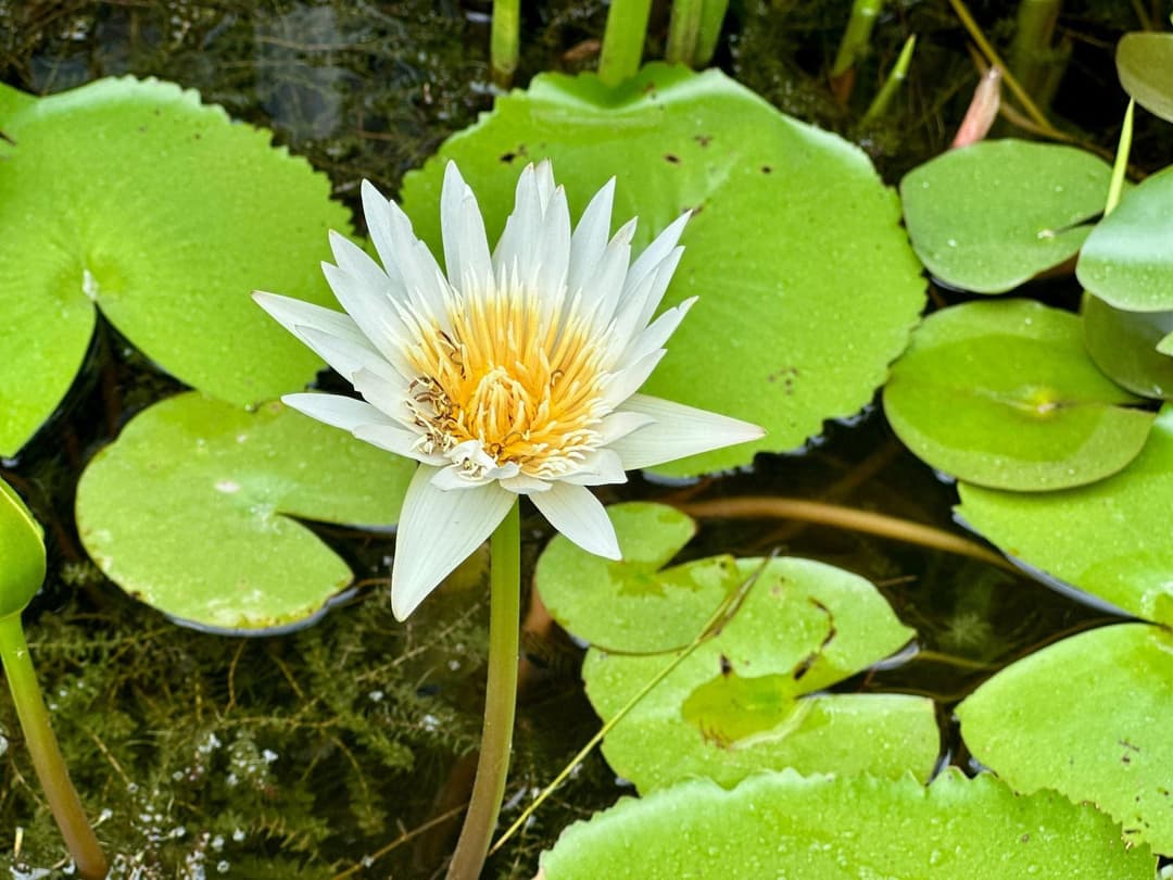 Water lily in the Water Courtyard at Nandi Meraki