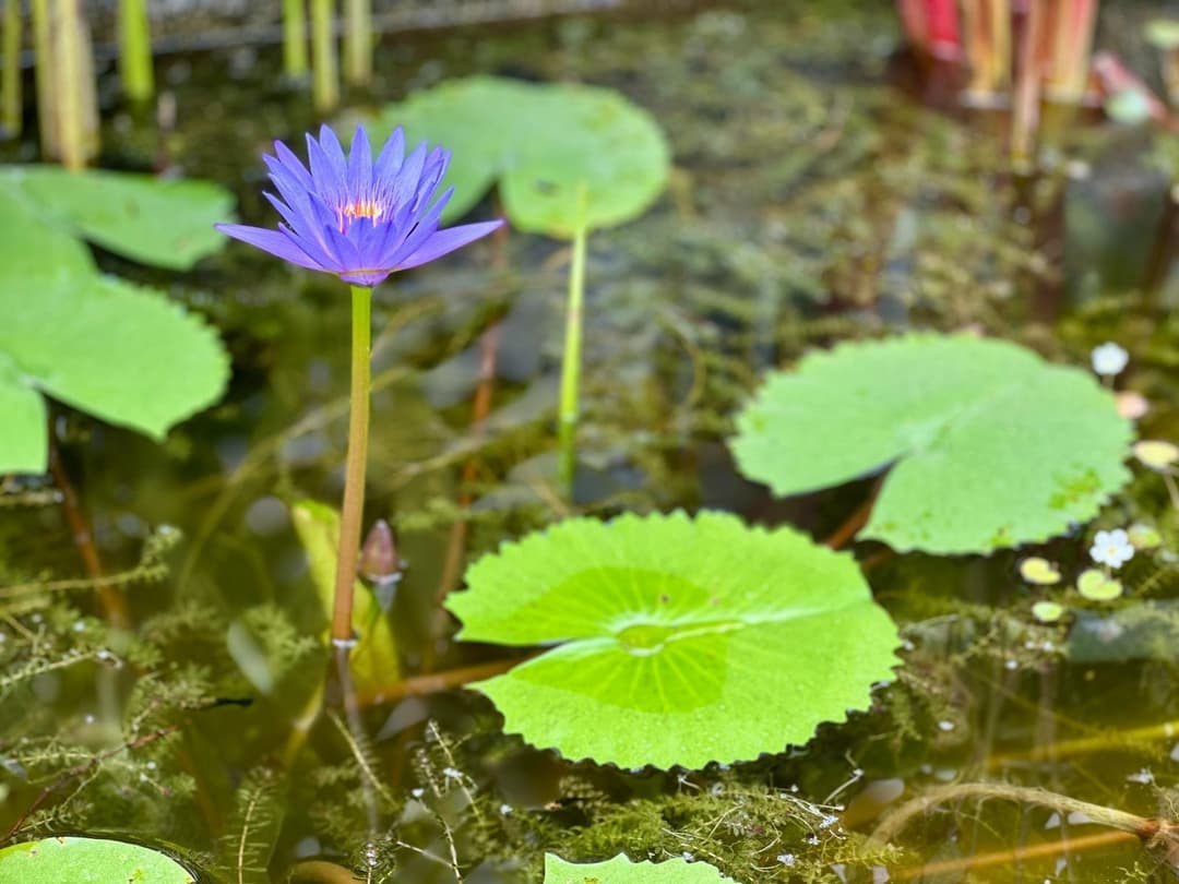 Water lily in the Water Courtyard at Nandi Meraki
